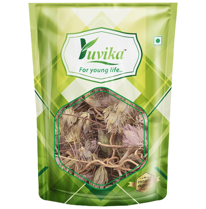 Yuvika Jufa - Zufa - Hyssopus Officinalis Linn - Hyssop - Issopo - Holy Herb
